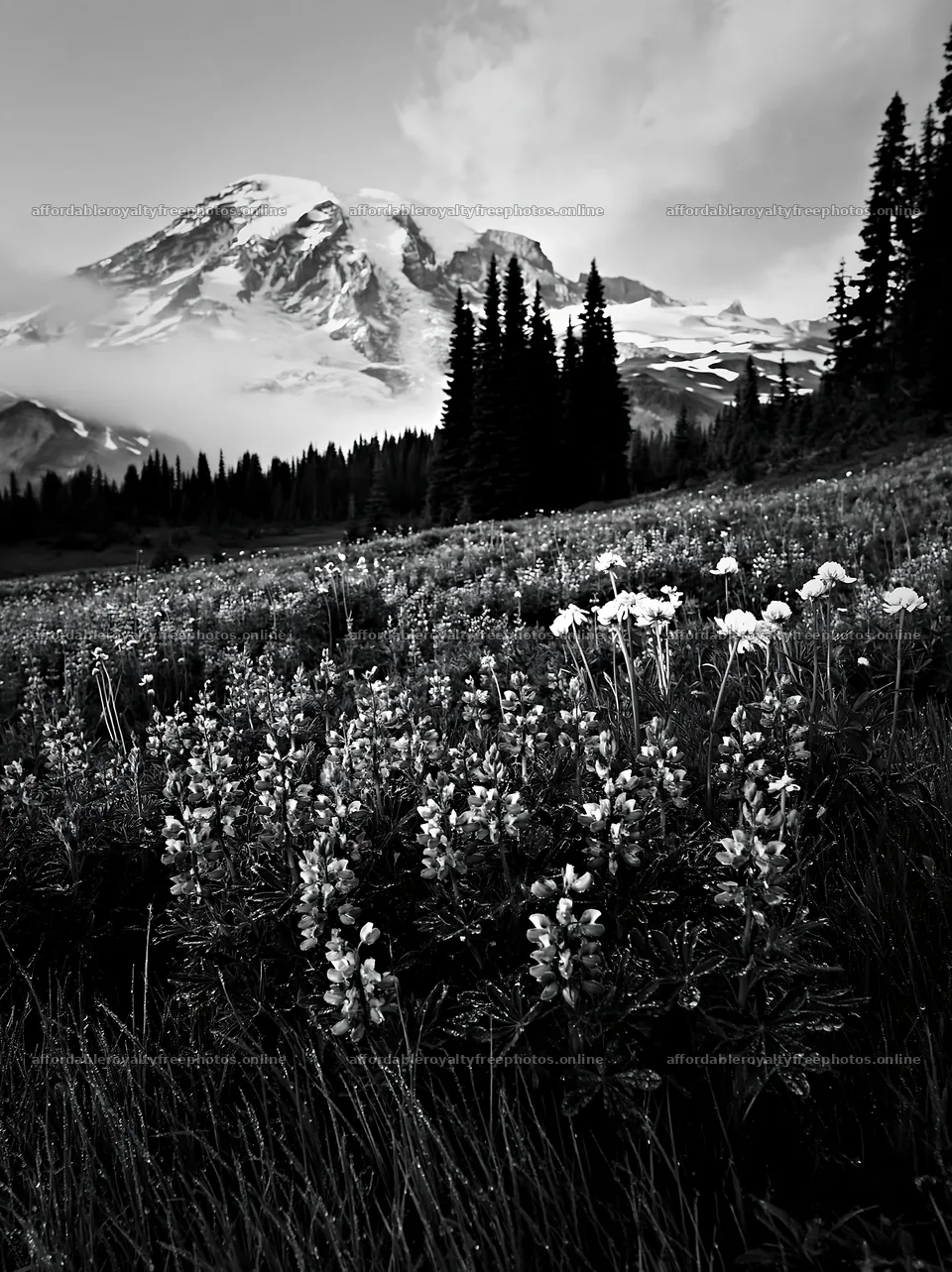 Mount Rainier wildflower meadow at sunrise – royalty-free photos 6866x9174