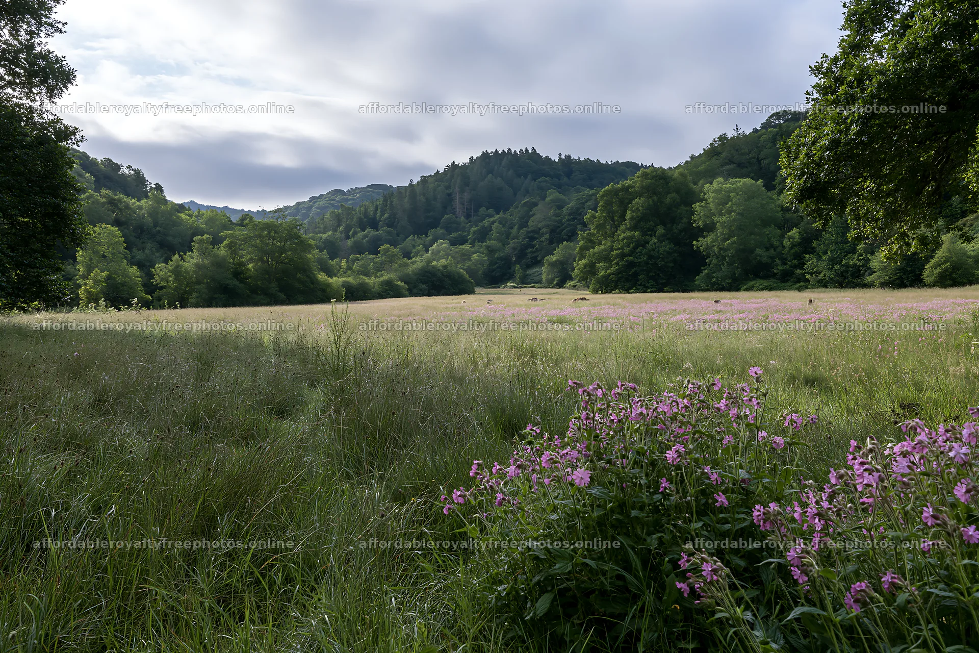 Wooded valley meadow with flowers and trees in the – royalty-free photos 9722x6480