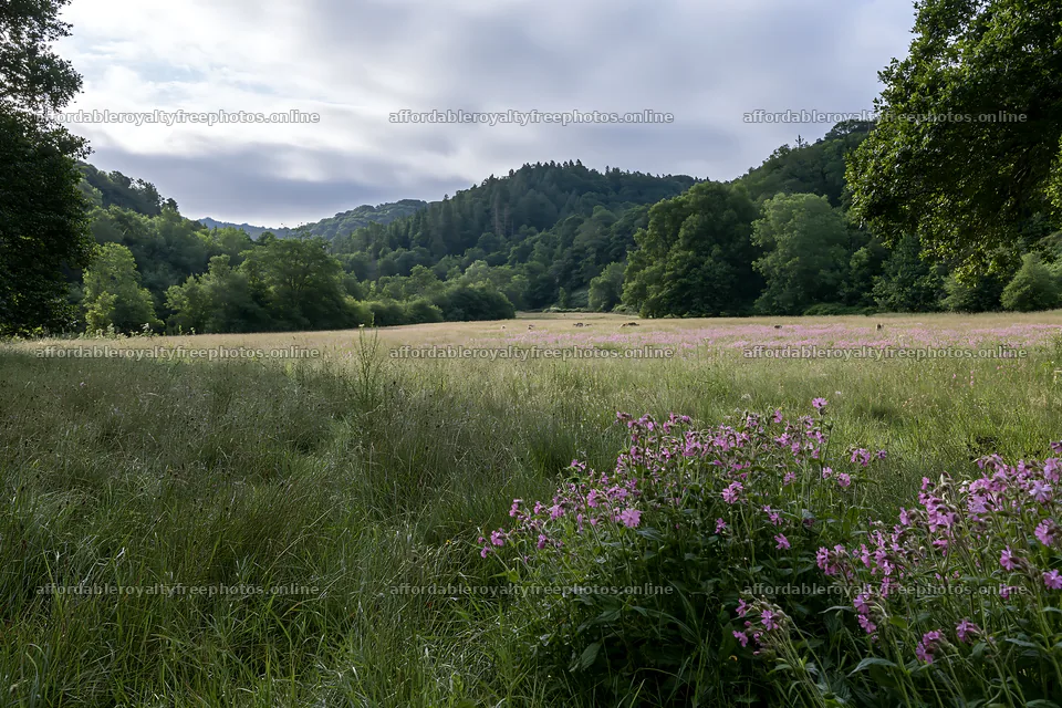Wooded valley meadow with flowers and trees in the – royalty-free photos 9722x6480