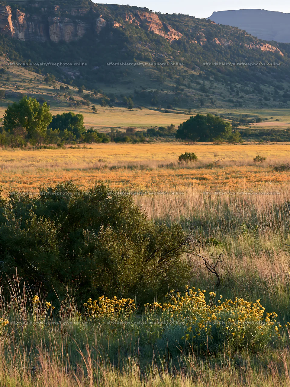 Biodiverse meadow with mountains in the background – royalty-free photos 6866x9174