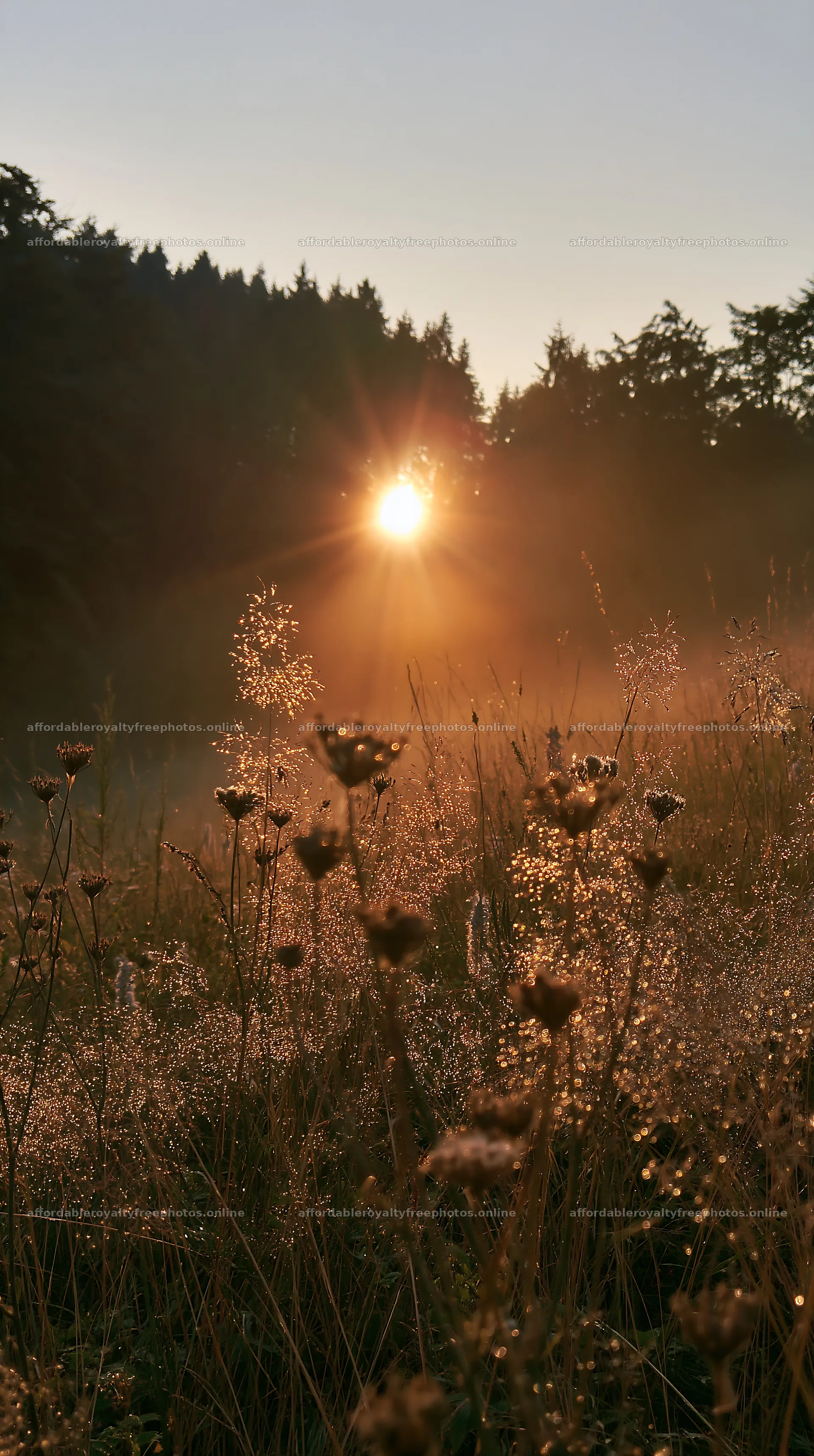 Meadow seedheads backlit at dusk in natural light – royalty-free photos 5938x10608