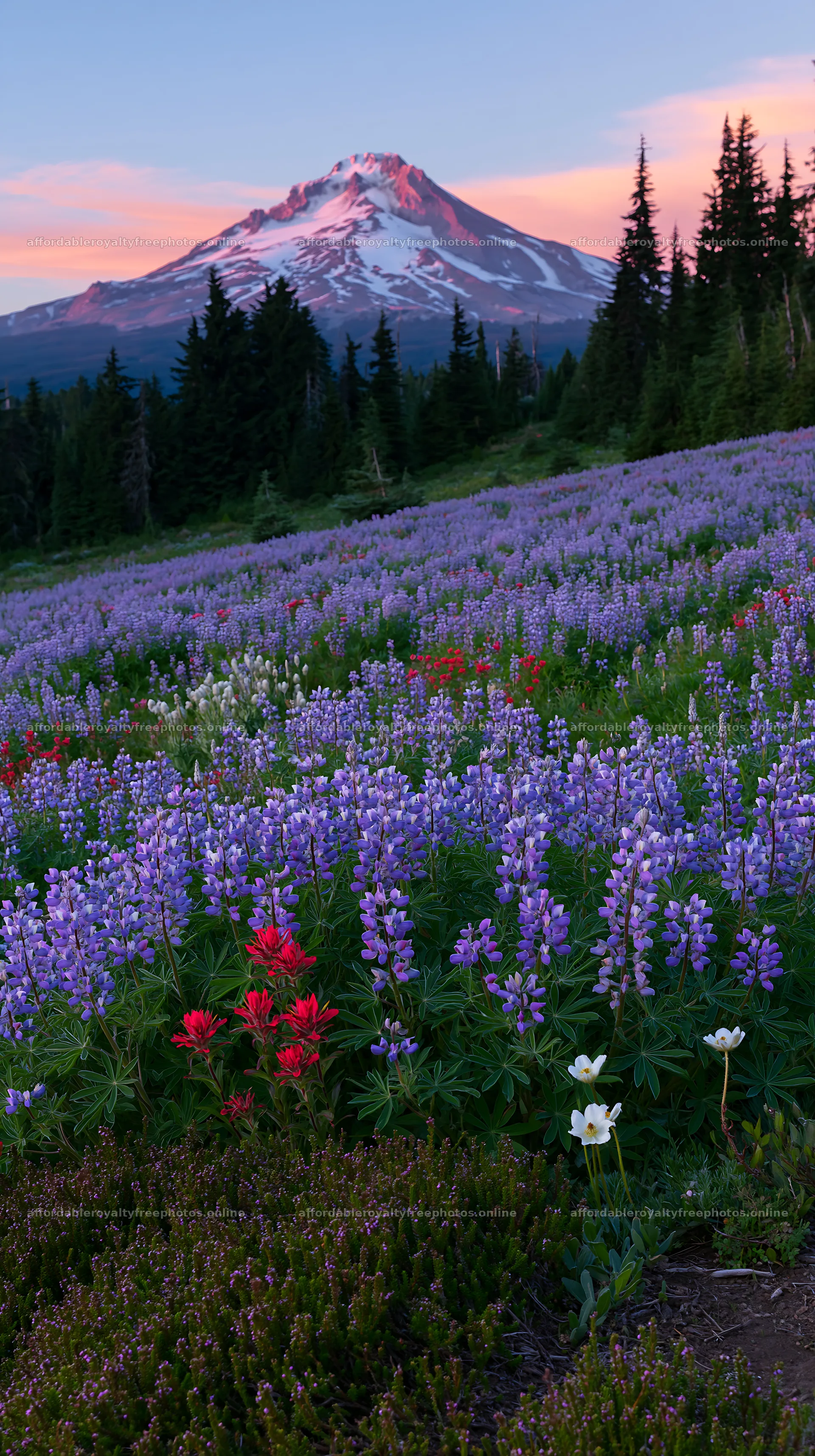Colorful lupine meadow with mountain view at sunset – royalty-free photos 5938x10608
