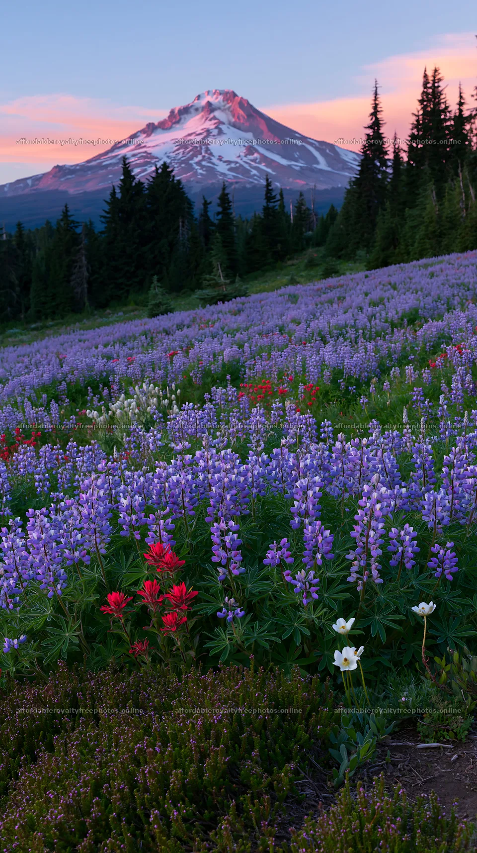 Colorful lupine meadow with mountain view at sunset – royalty-free photos 5938x10608