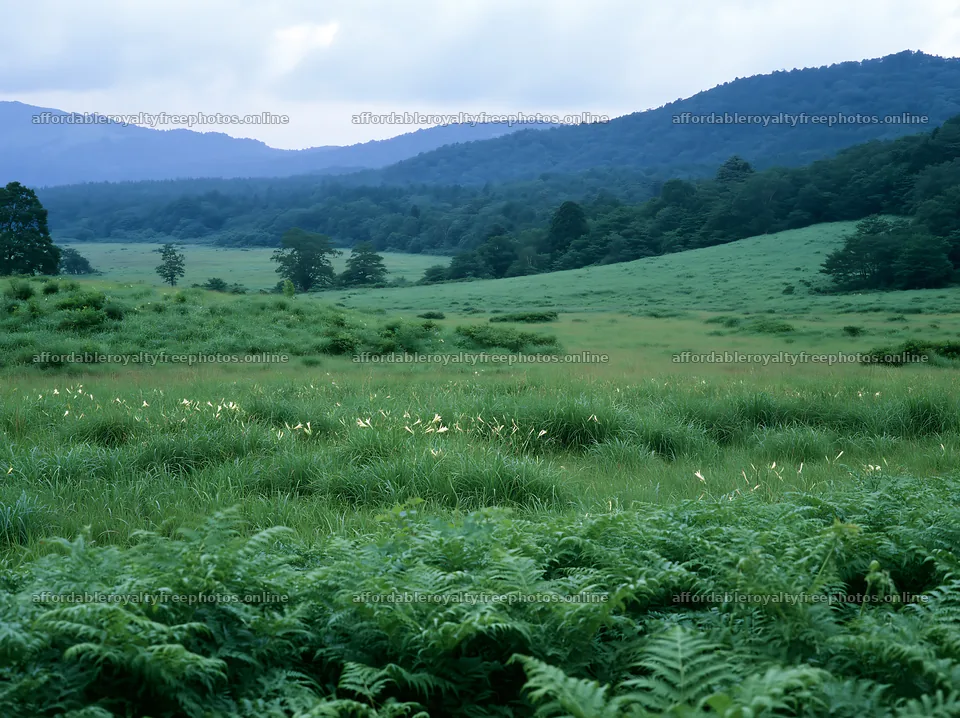 Nara summer meadow with fern foreground under cloudy sky – royalty-free photos 9174x6866
