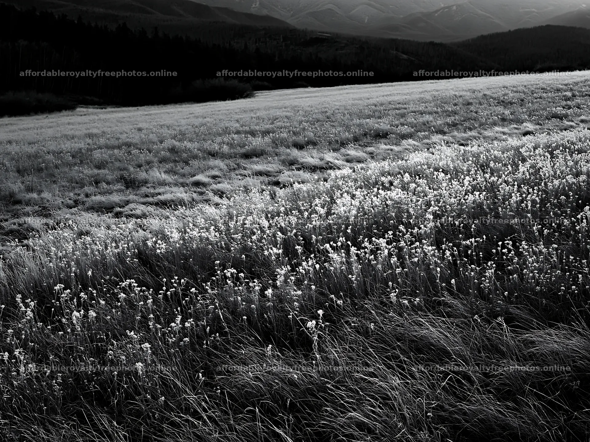 Tall grass meadow at dusk with distant mountains – royalty-free photos 9174x6866