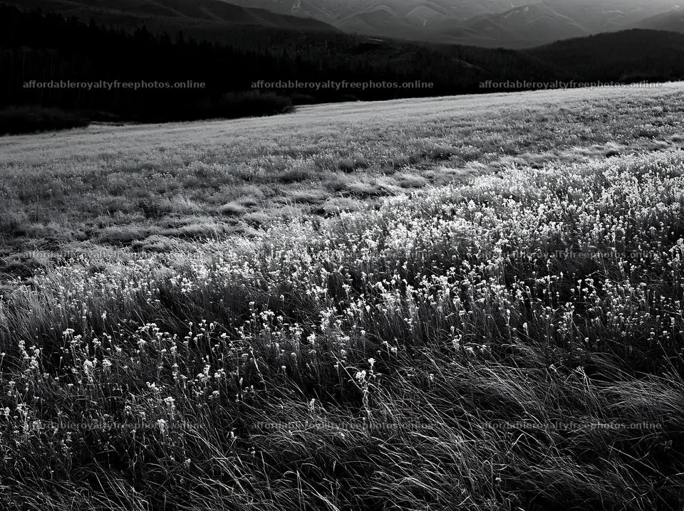 Tall grass meadow at dusk with distant mountains – royalty-free photos 9174x6866