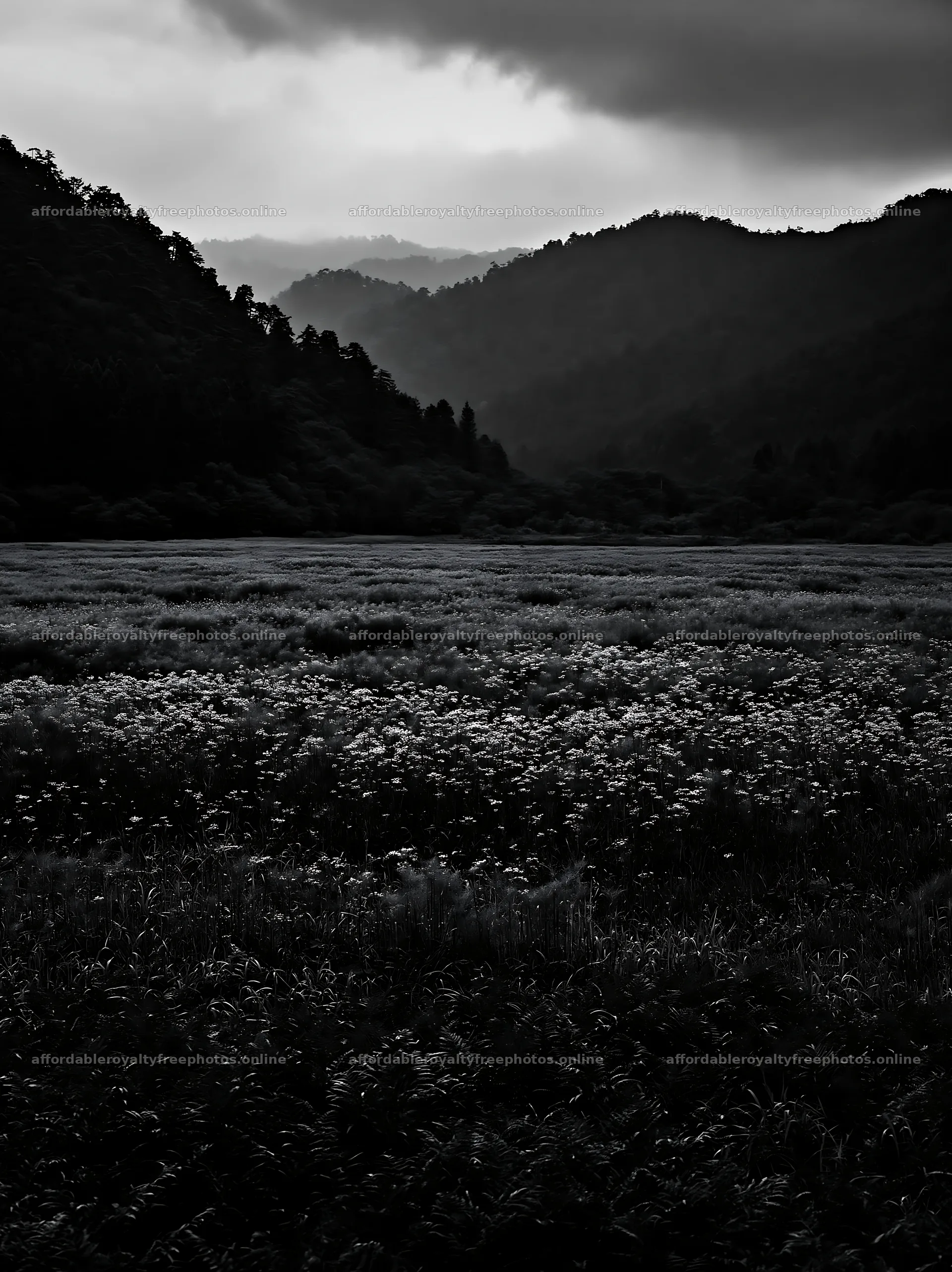 Nara summer meadow with fern foreground and distant – royalty-free photos 6866x9174