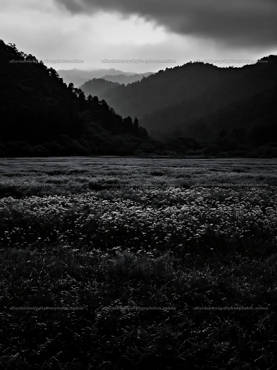 Nara summer meadow with fern foreground and distant – royalty-free photos 6866x9174