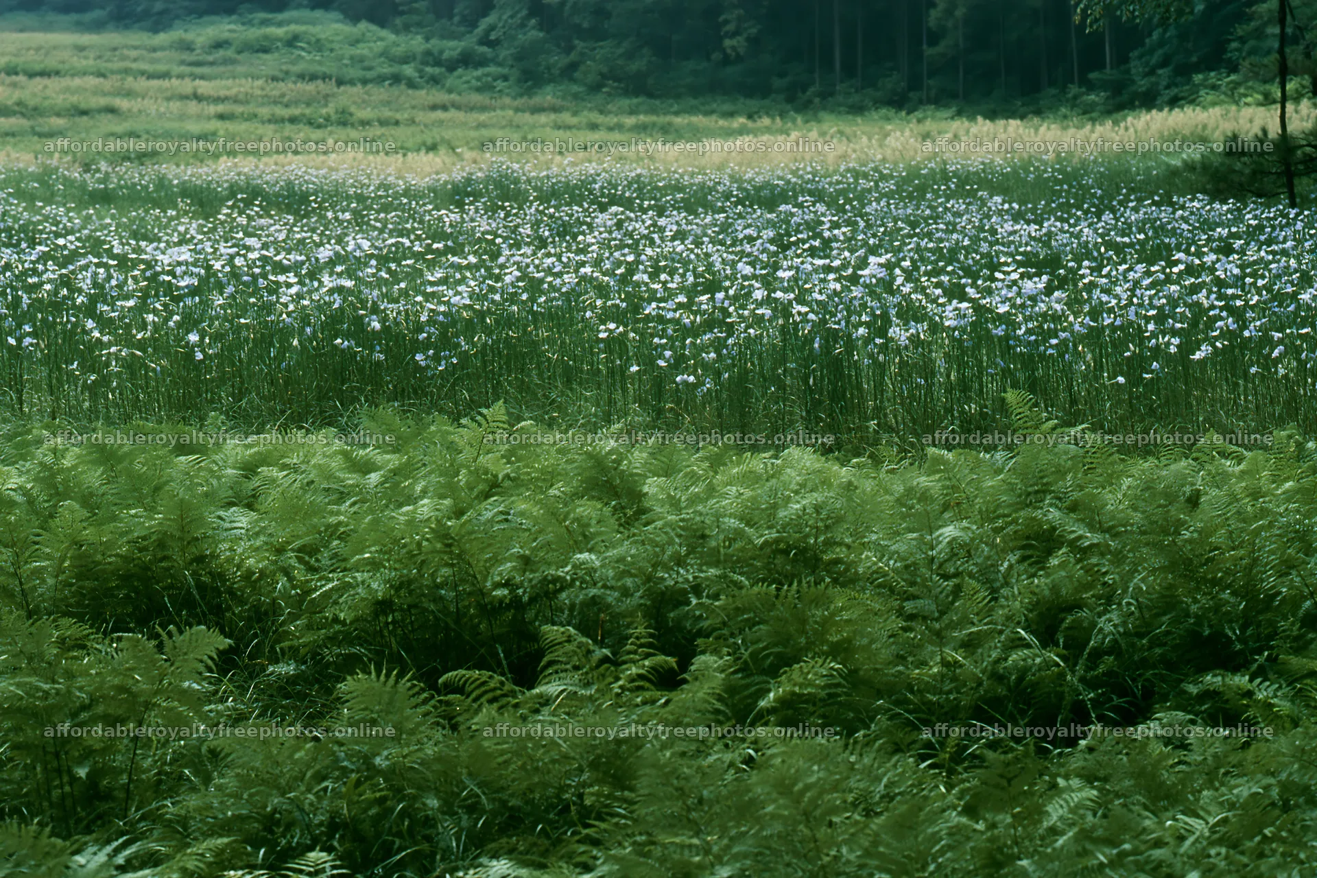 Nara summer meadow with fern foreground stretching under – royalty-free photos 9722x6480