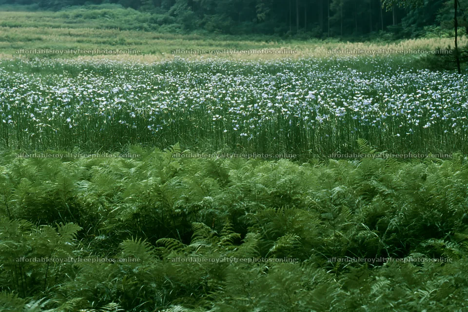 Nara summer meadow with fern foreground stretching under – royalty-free photos 9722x6480