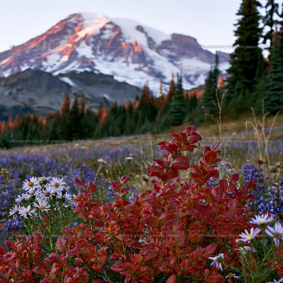 Mount Rainier wildflower meadow at sunrise – royalty-free photos 7938x7938