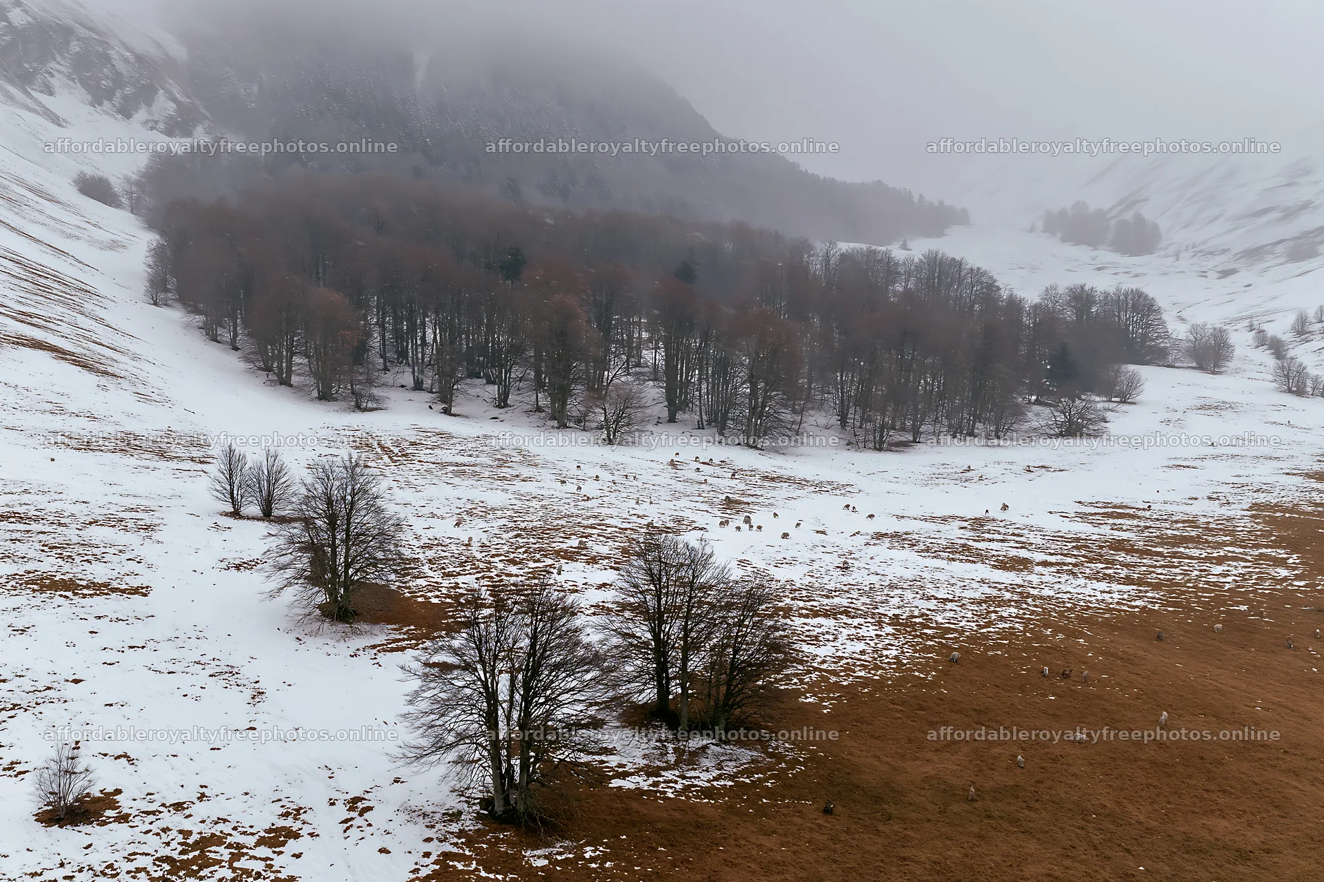 Aerial view of snowy meadow valley with trees and hills – royalty-free photos 9722x6480