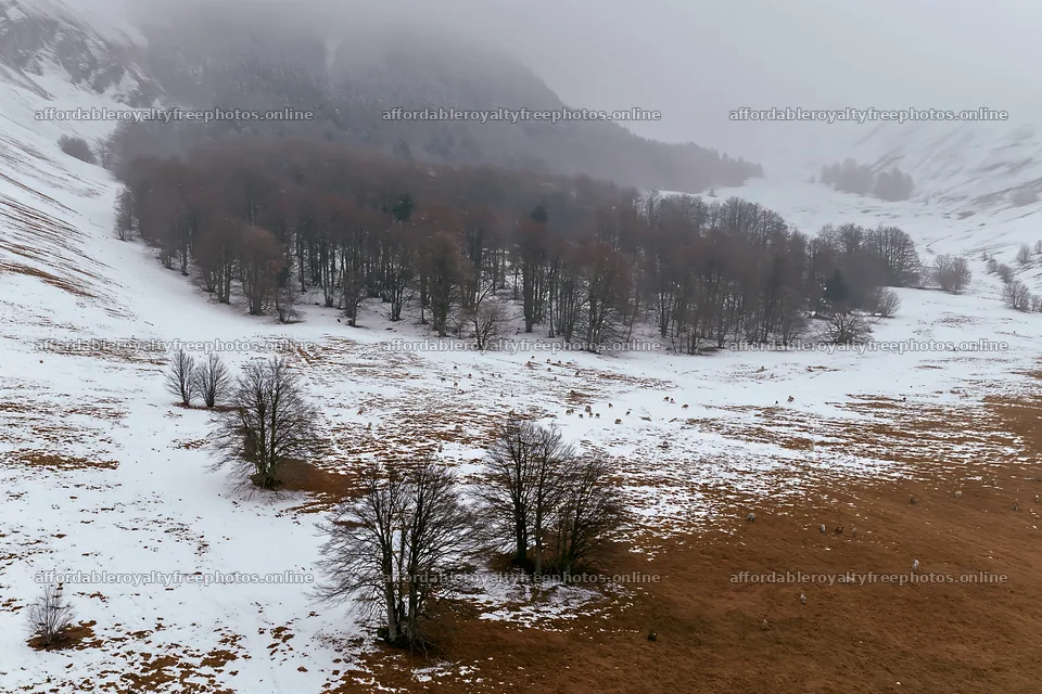 Aerial view of snowy meadow valley with trees and hills – royalty-free photos 9722x6480
