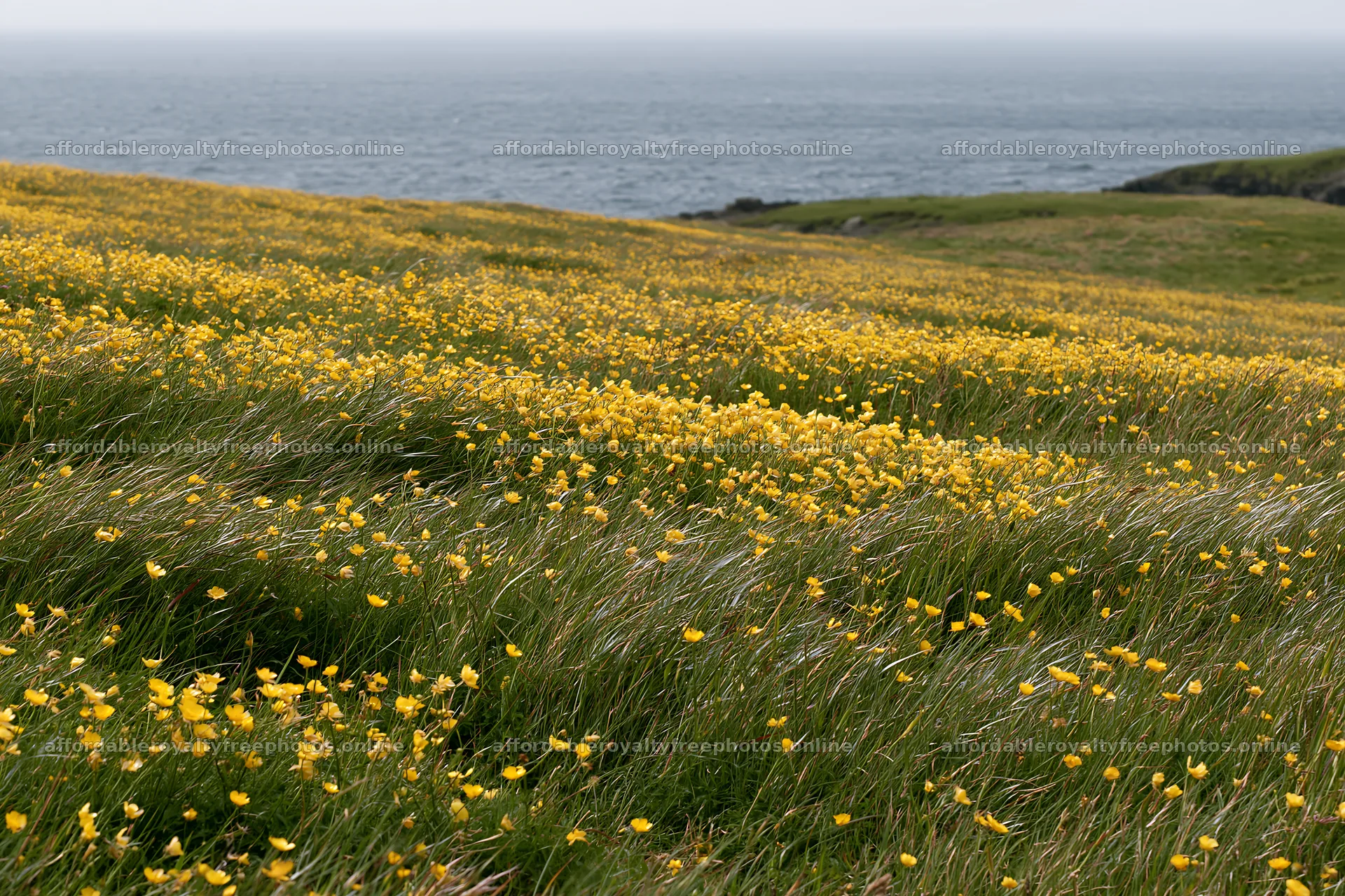 Bright buttercup meadow by the ocean – royalty-free photos 9722x6480