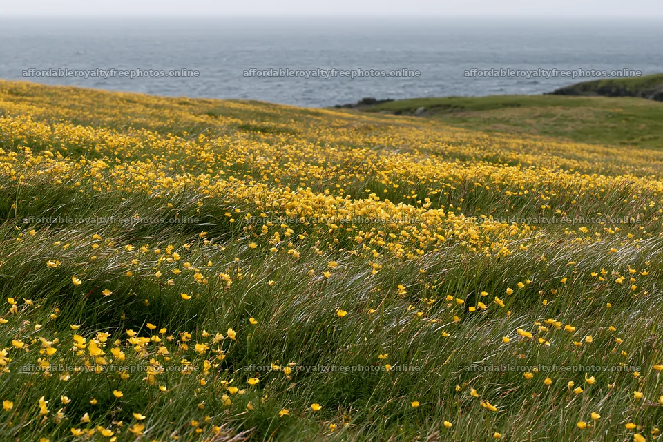Bright buttercup meadow by the ocean – royalty-free photos 9722x6480