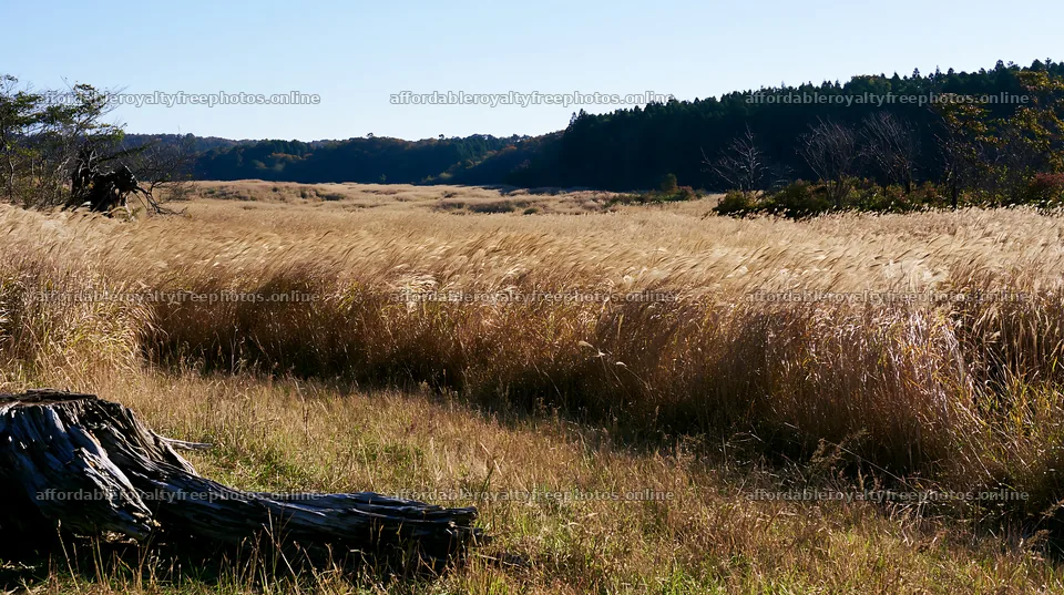 Fukushima native meadow with weathered stump – royalty-free photos 10608x5938
