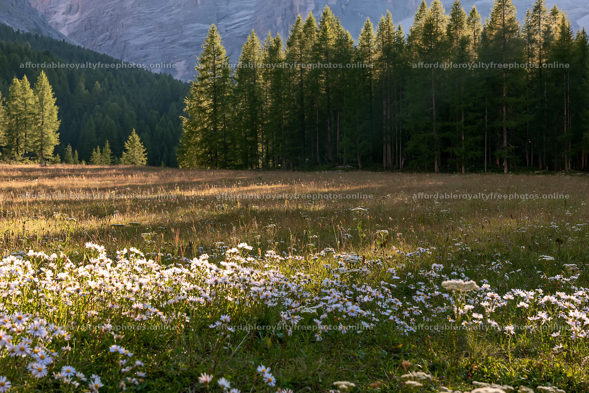 Crepuscular rays shining on a meadow with wildflowers – royalty-free photos 9722x6480