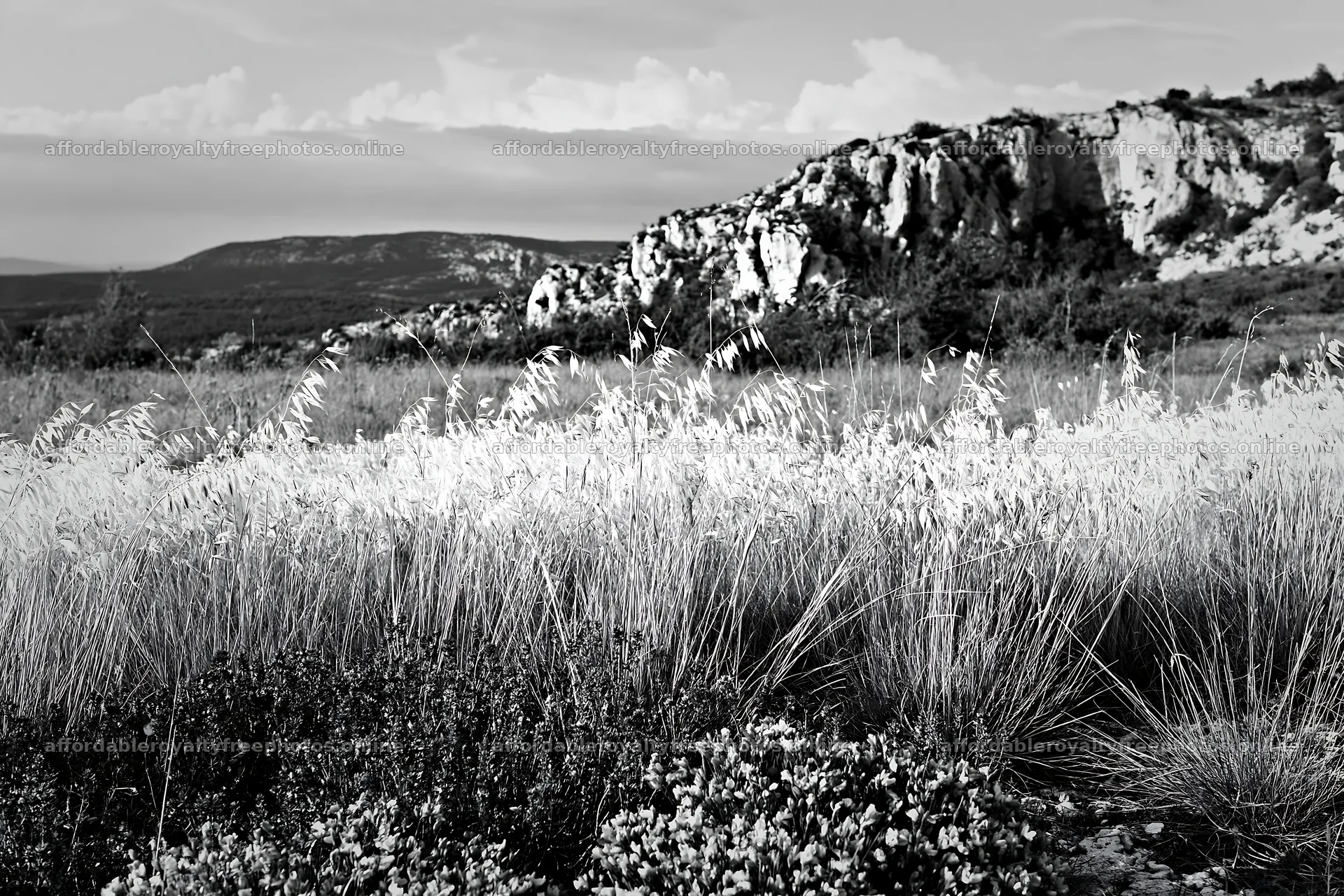 Meadow with seedheads and rocky landscape in black and – royalty-free photos 9722x6480