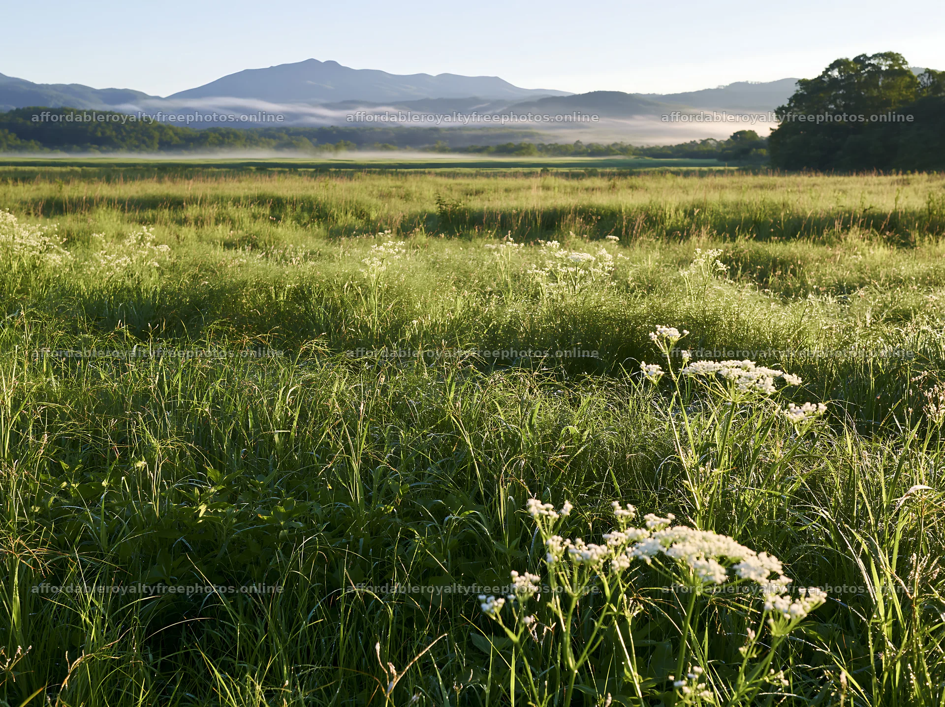 Expansive Hokkaido restoration meadow with dewdrops – royalty-free photos 9174x6866