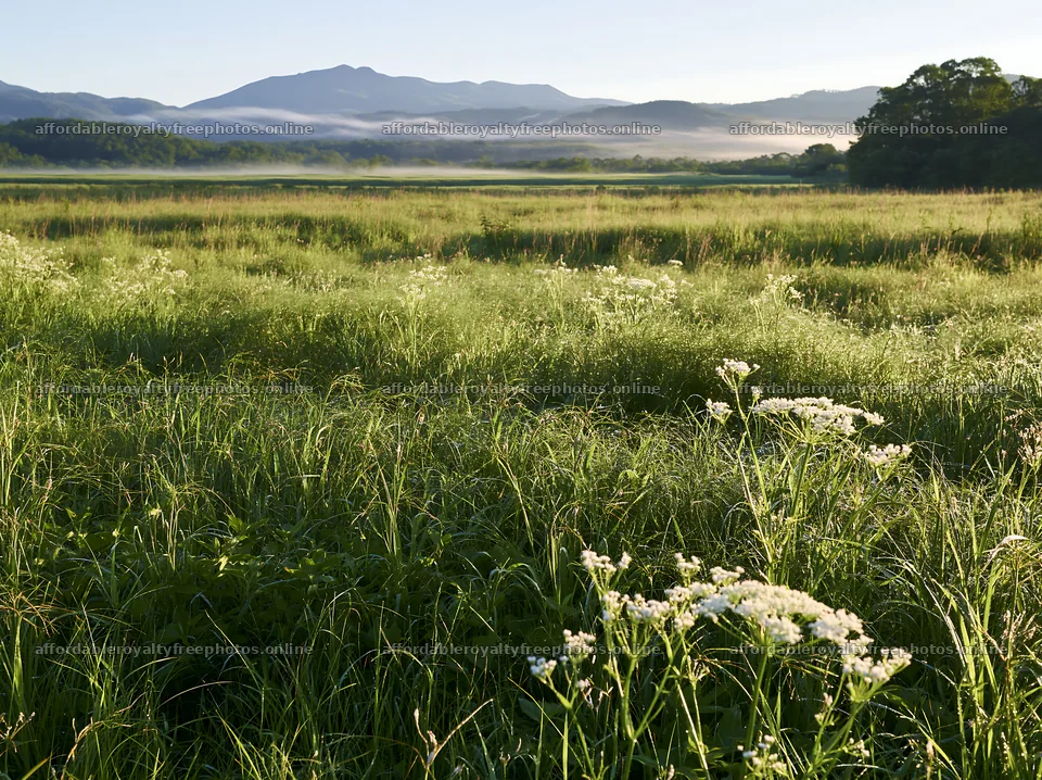 Expansive Hokkaido restoration meadow with dewdrops – royalty-free photos 9174x6866