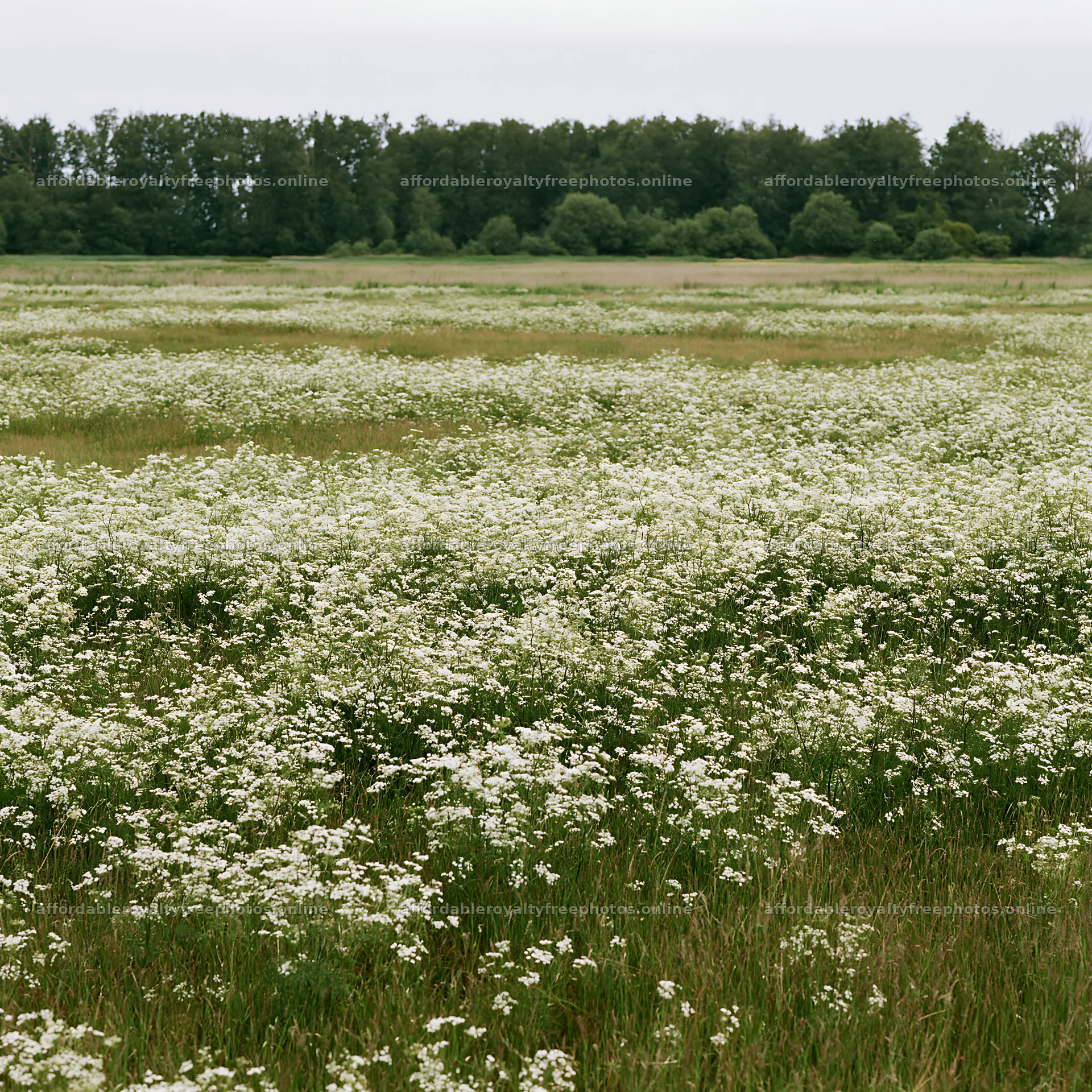 Cow parsley meadow in a field under overcast skies – royalty-free photos 7938x7938