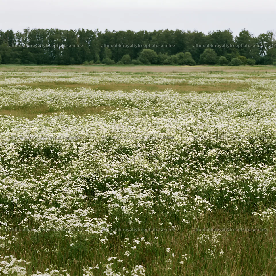 Cow parsley meadow in a field under overcast skies – royalty-free photos 7938x7938