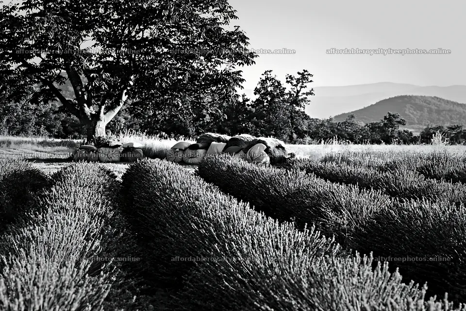 Elegant fabric parcels beside tree in field – royalty-free photos 9722x6480