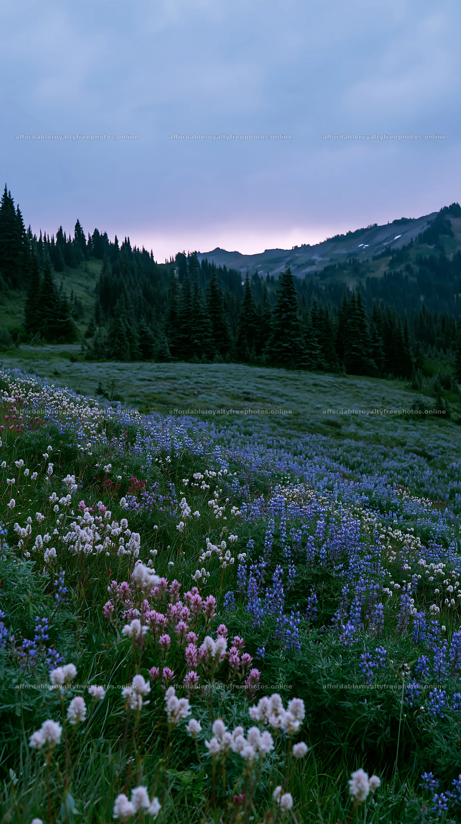Mount Rainier meadow with lupine and paintbrush flowers – royalty-free photos 5938x10608