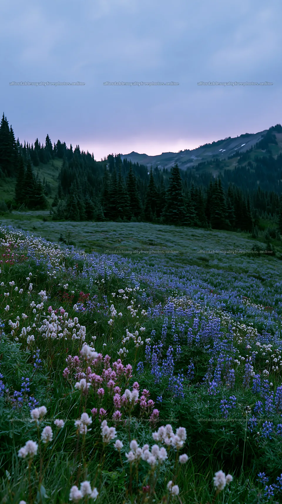 Mount Rainier meadow with lupine and paintbrush flowers – royalty-free photos 5938x10608