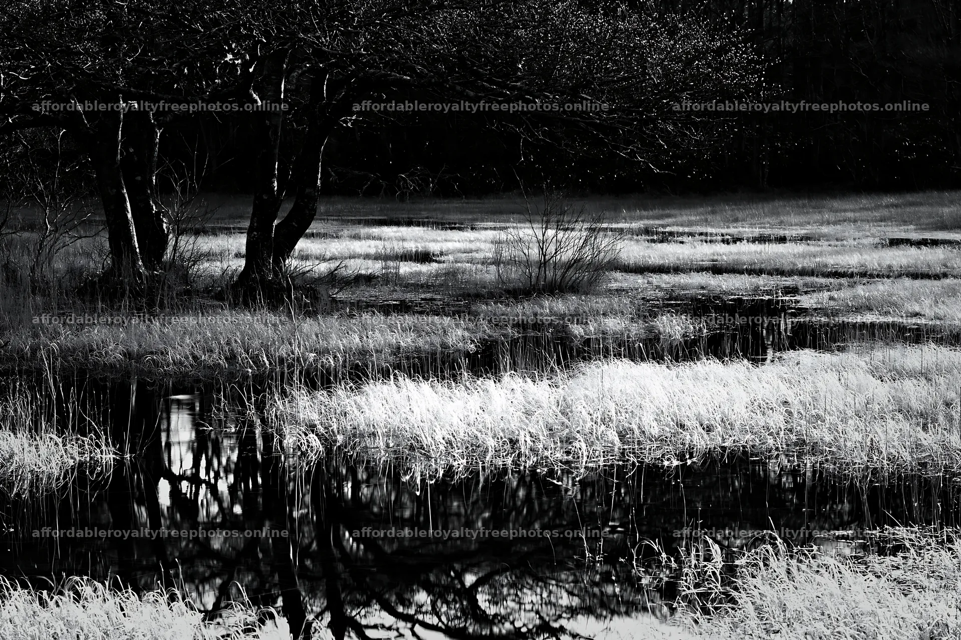 Akita snowmelt meadow with silver grasses and reflections – royalty-free photos 9722x6480