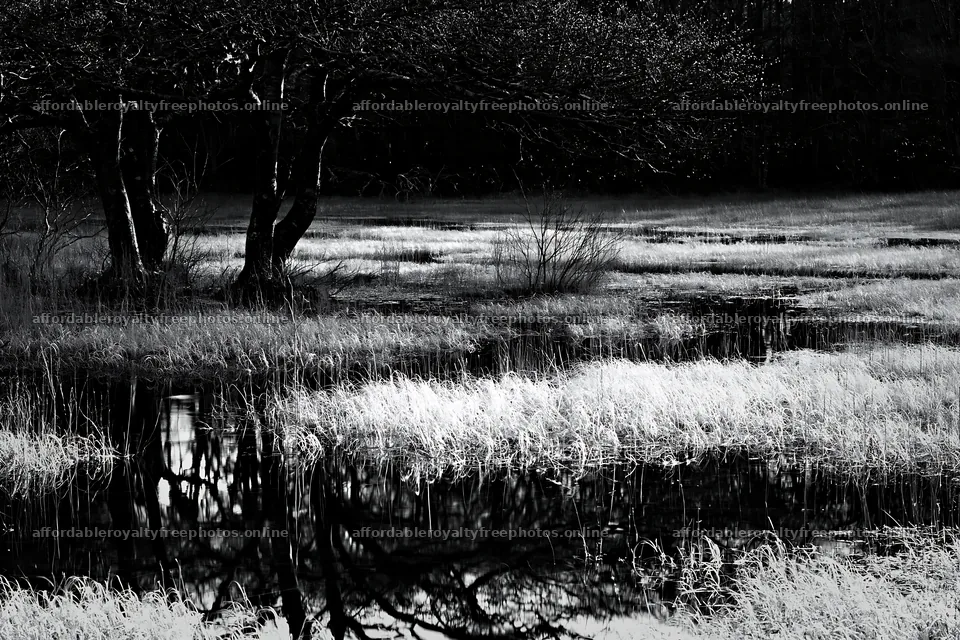 Akita snowmelt meadow with silver grasses and reflections – royalty-free photos 9722x6480