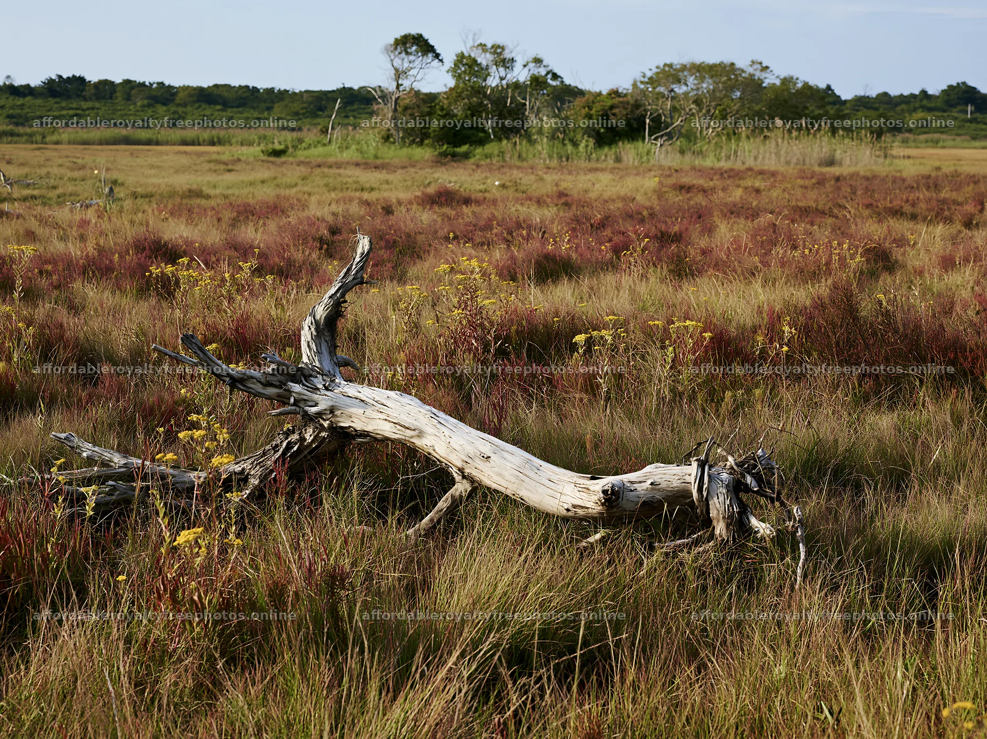 Chiba coastal climate meadow with driftwood in the – royalty-free photos 9174x6866
