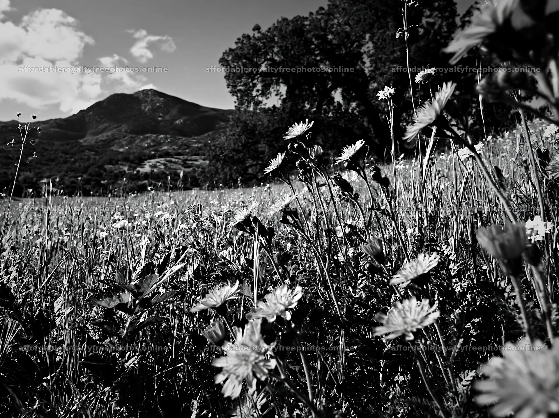 Sunny herb meadow with old oak and mountains in – royalty-free photos 9174x6866
