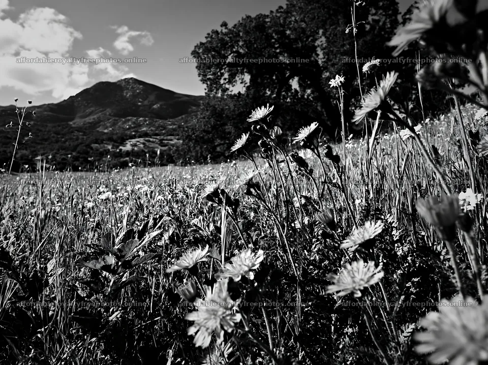 Sunny herb meadow with old oak and mountains in – royalty-free photos 9174x6866