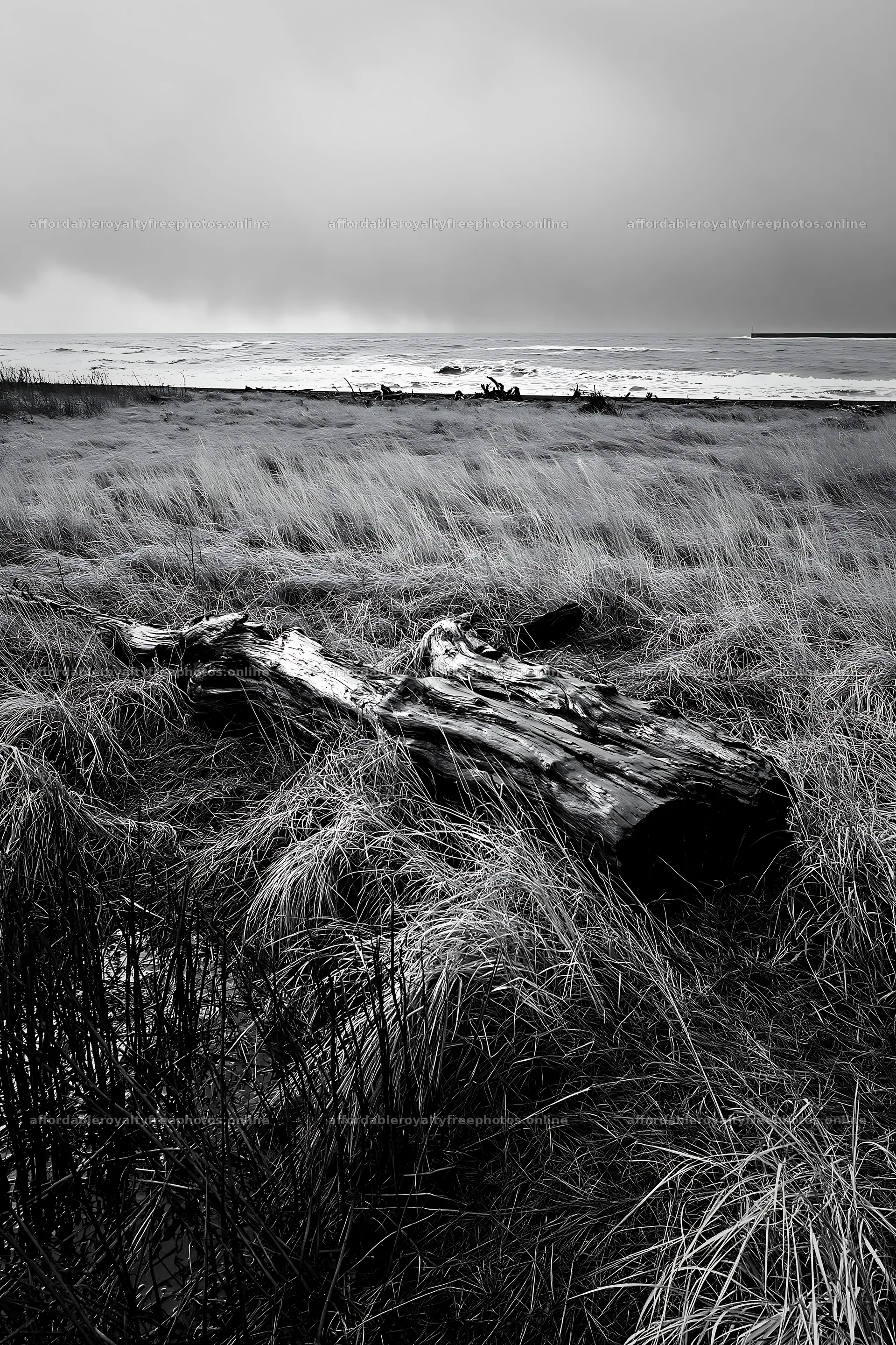 Ishikawa coastal meadow storm washed driftwood in a – royalty-free photos 6480x9722
