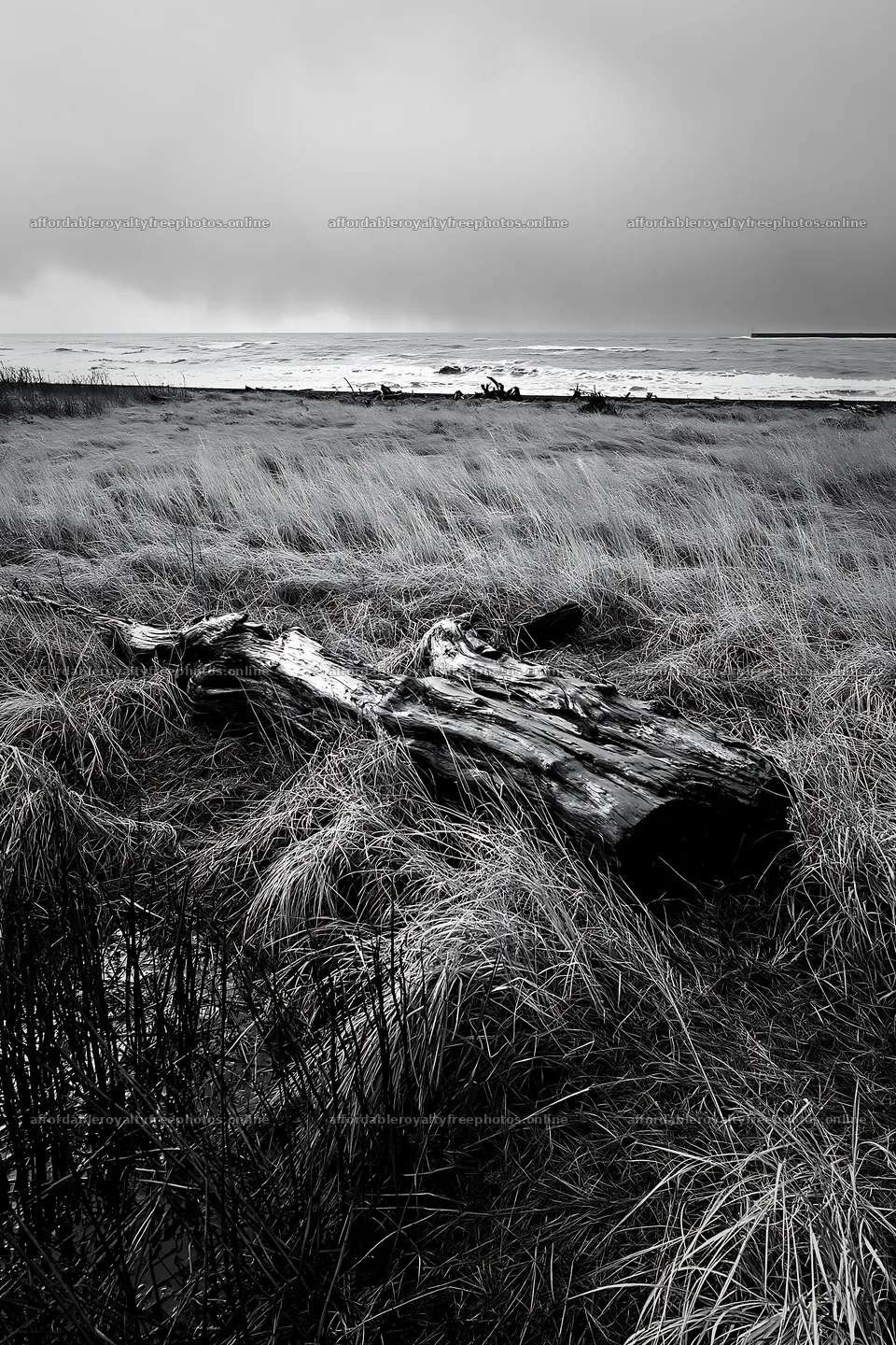 Ishikawa coastal meadow storm washed driftwood in a – royalty-free photos 6480x9722