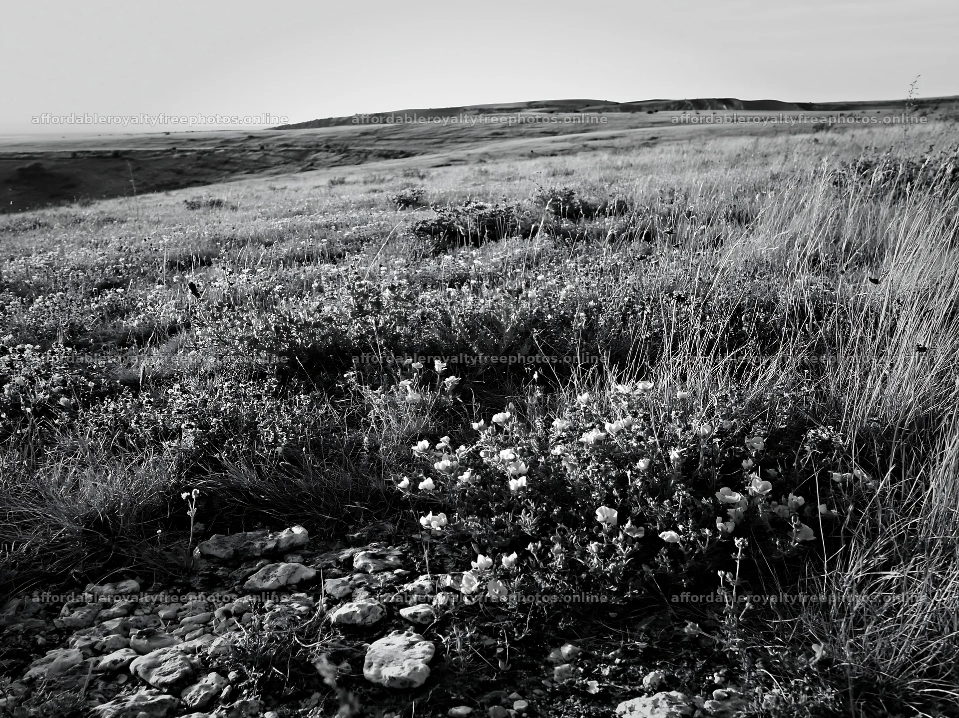 Sunny dry grassland meadow with wildflowers – royalty-free photos 9174x6866