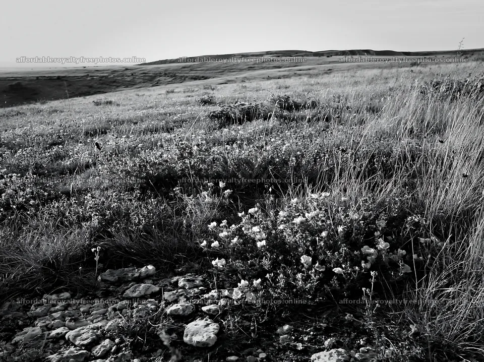 Sunny dry grassland meadow with wildflowers – royalty-free photos 9174x6866
