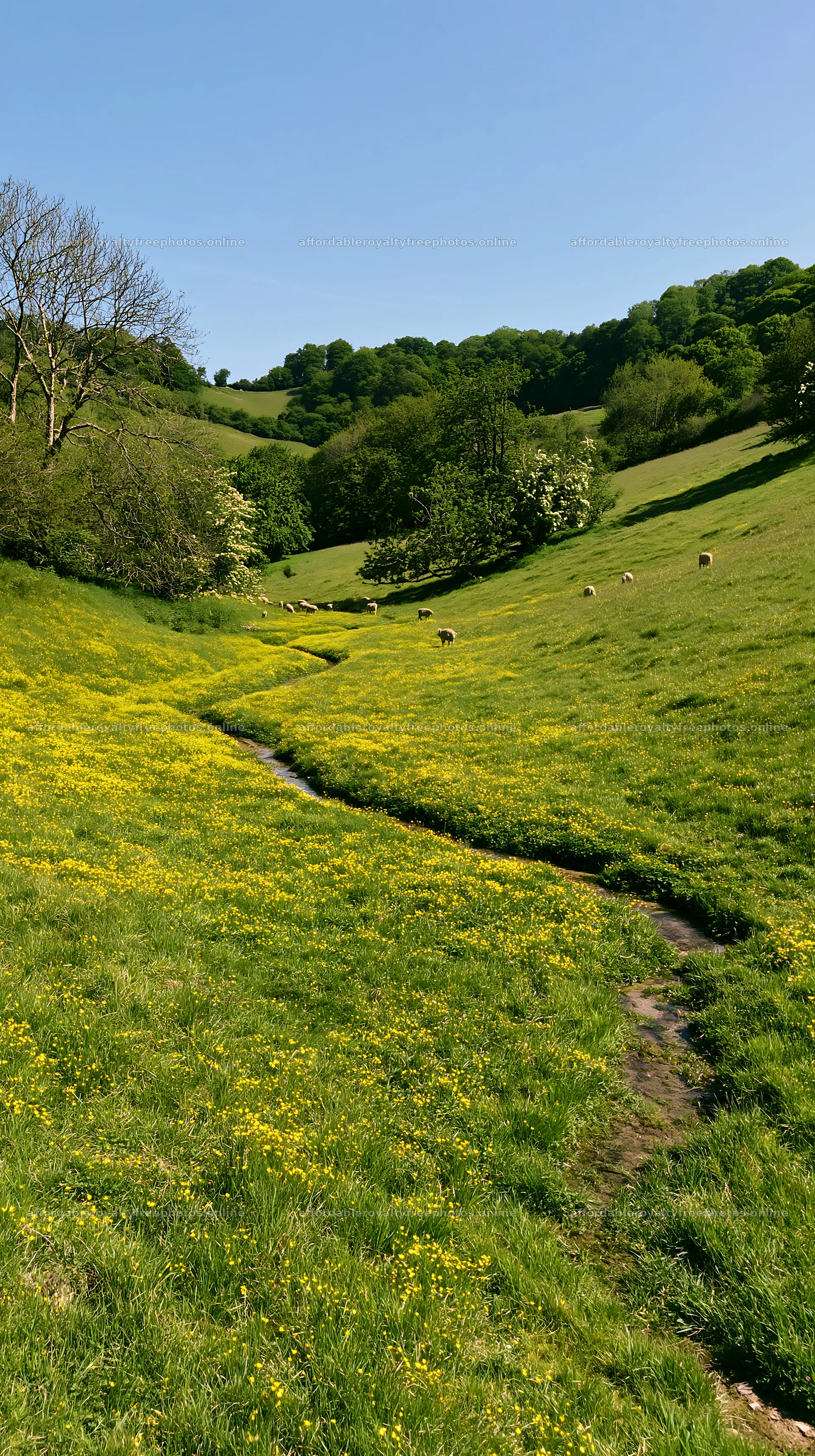 Buttercup meadow with green hills and grazing sheep – royalty-free photos 5938x10608