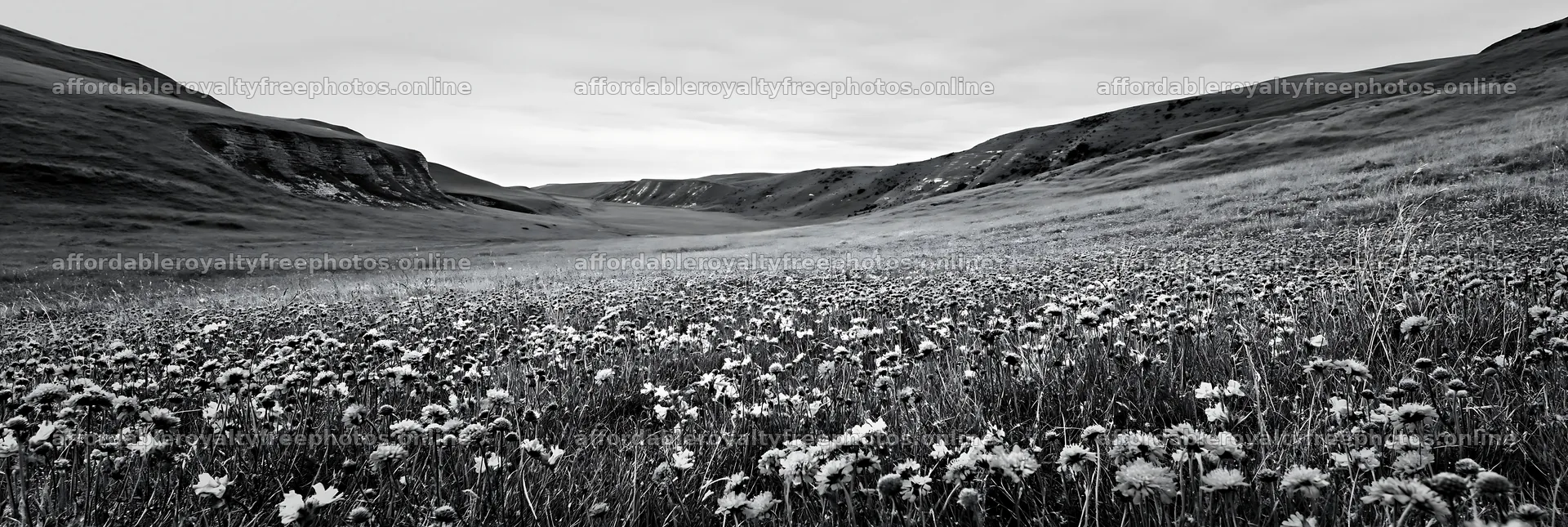 Cloudy chalk grassland meadow with flowers in the – royalty-free photos 13690x4602