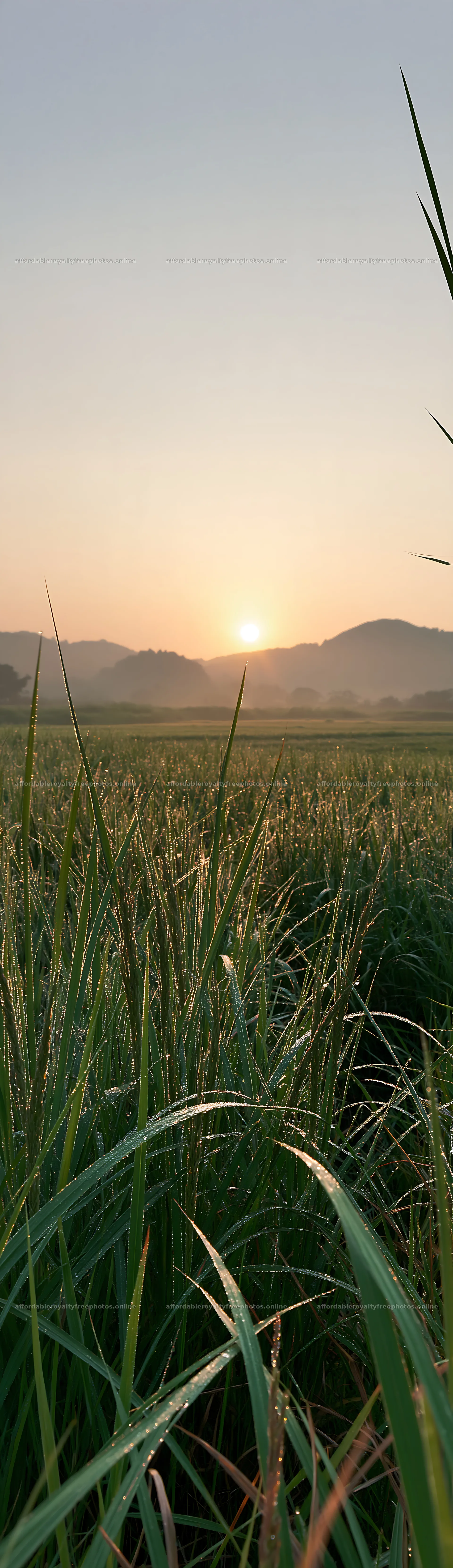 Miyazaki sunrise over dew-covered sedges in a meadow – royalty-free photos 4268x14762