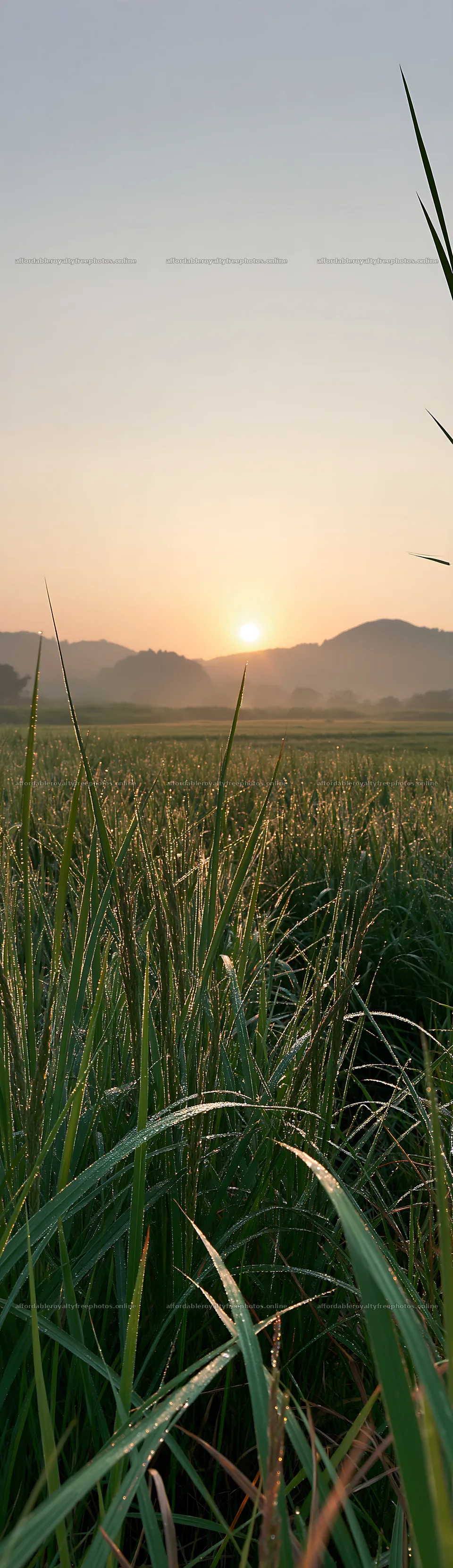 Miyazaki sunrise over dew-covered sedges in a meadow – royalty-free photos 4268x14762