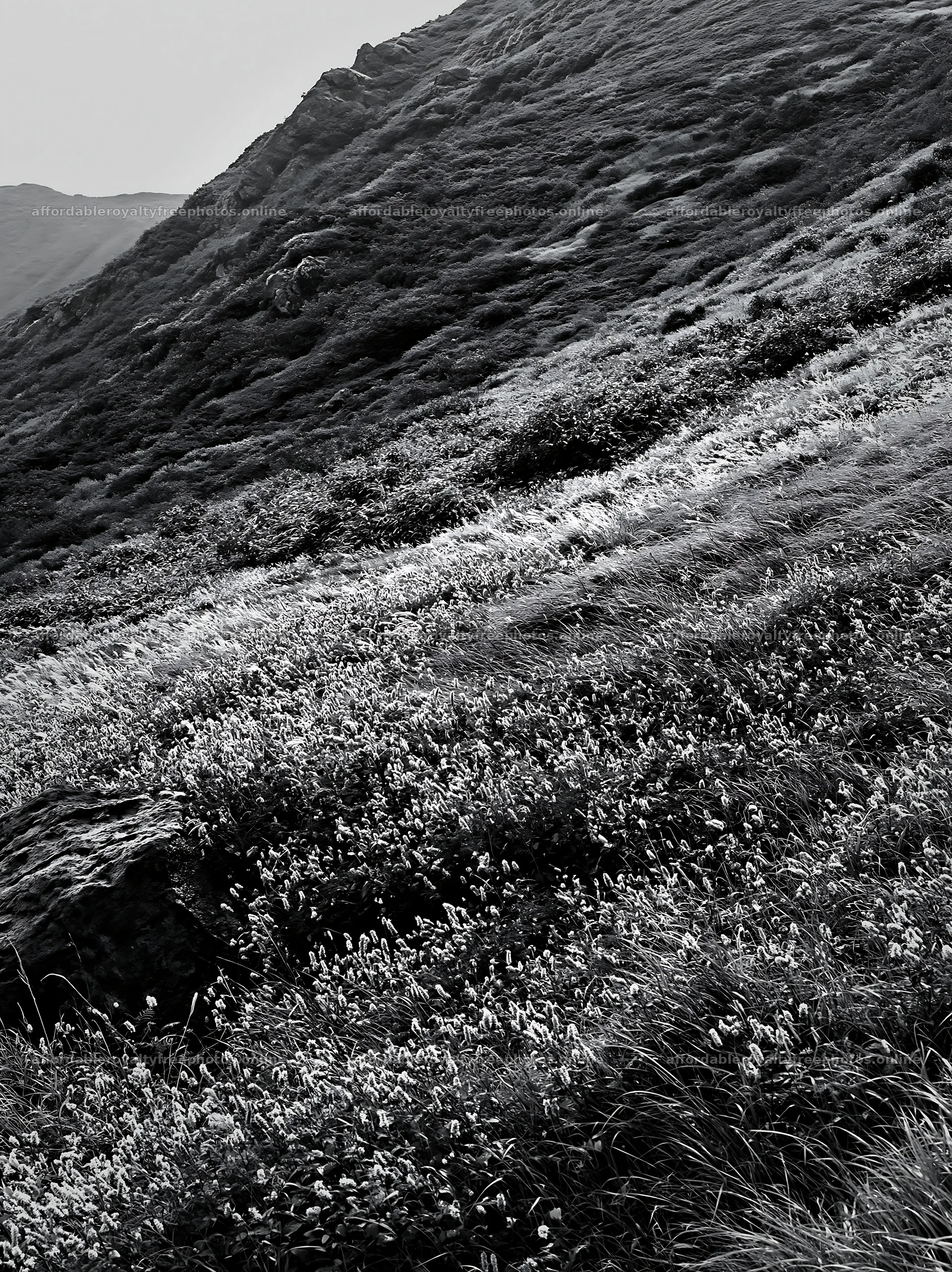 Aomori climate resilient meadow with boulder under – royalty-free photos 6866x9174