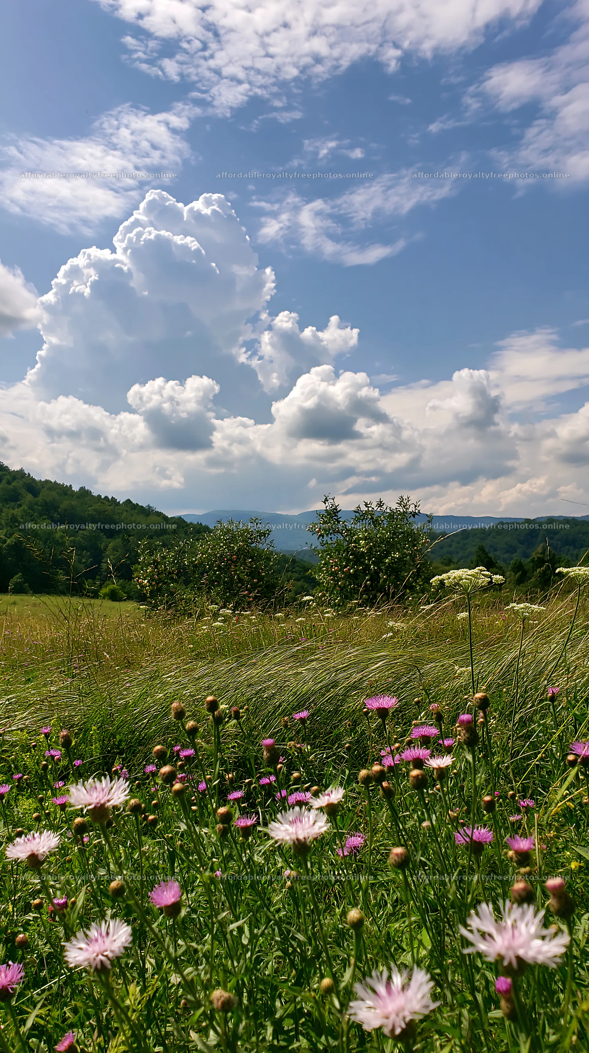 Vast valley apple meadow with blooming flowers in – royalty-free photos 5938x10608