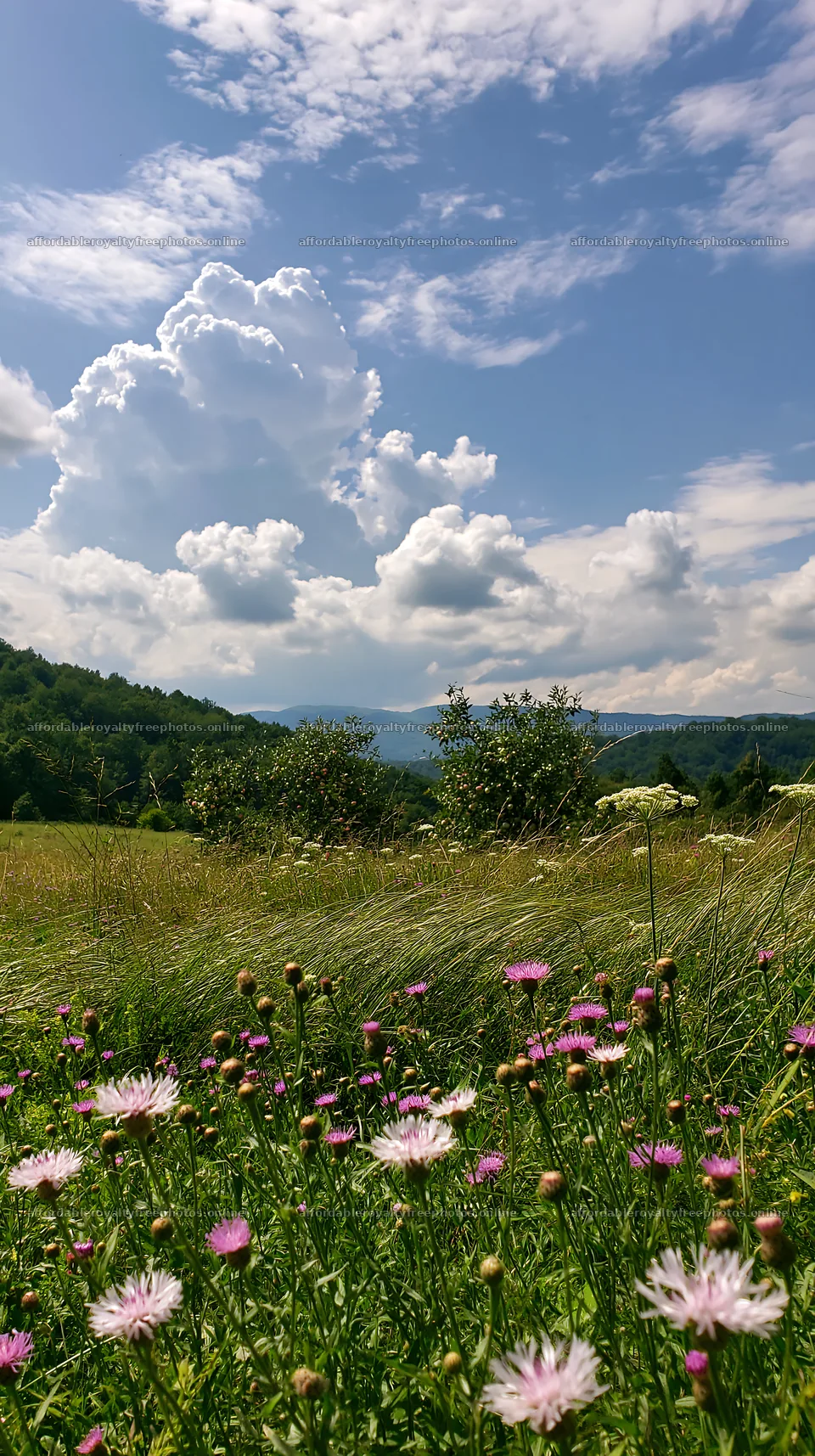 Vast valley apple meadow with blooming flowers in – royalty-free photos 5938x10608