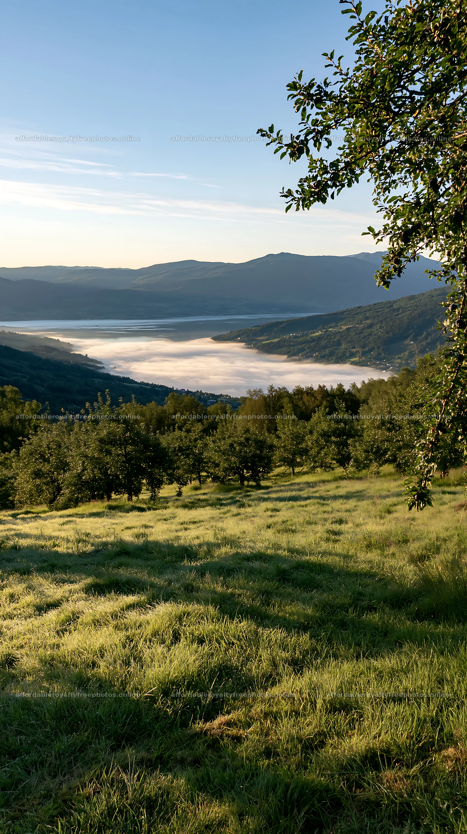Fjord orchard meadow with trees and water in the distance – royalty-free photos 5938x10608