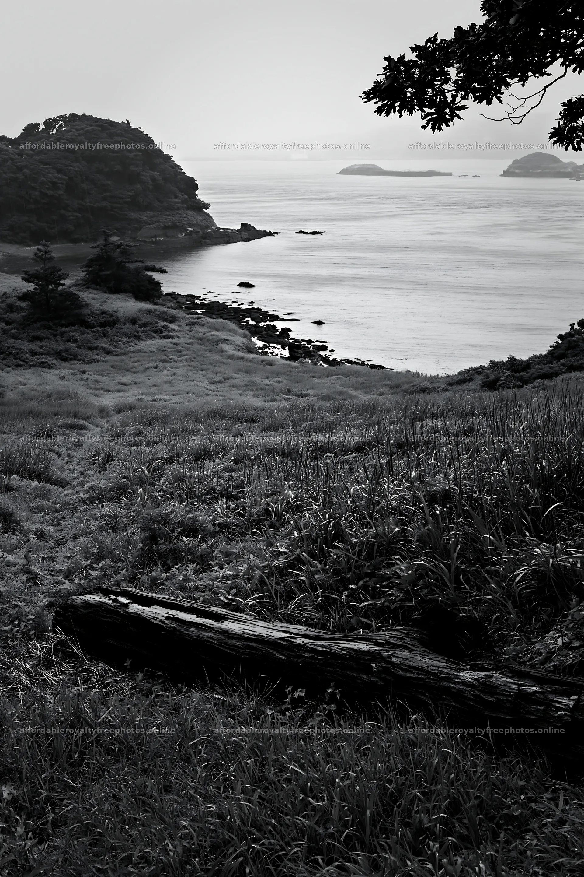 Nagasaki coastal meadow with driftwood in the foreground – royalty-free photos 6480x9722