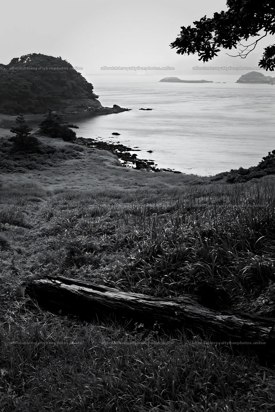 Nagasaki coastal meadow with driftwood in the foreground – royalty-free photos 6480x9722