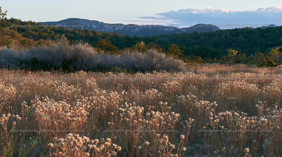 Meadow with seedheads in the evening light – royalty-free photos 10608x5938