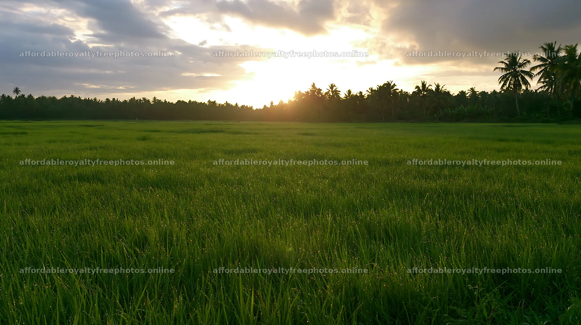 Kochi monsoon meadow rain beaded grasses at sunset – royalty-free photos 10608x5938